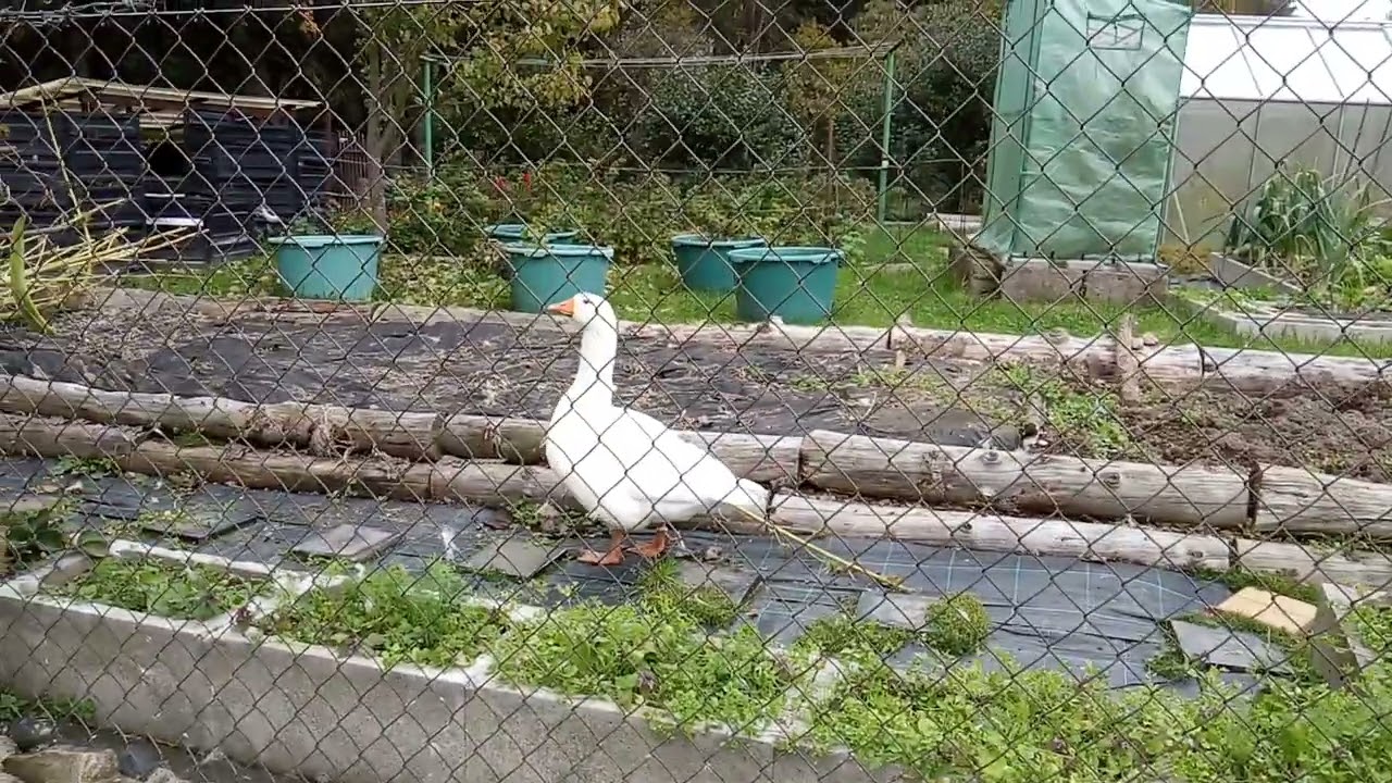 houser a husa - rozli&scaron;en&iacute; dle hlasu (goose or gander - sexing by voice)