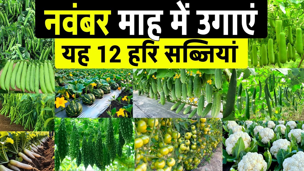 November mah mein ugai jaane wali sabjiyan🌱नवंबर में कौनसी सब्जी लगाएं🔥November Me Konsi Sabji Lagay