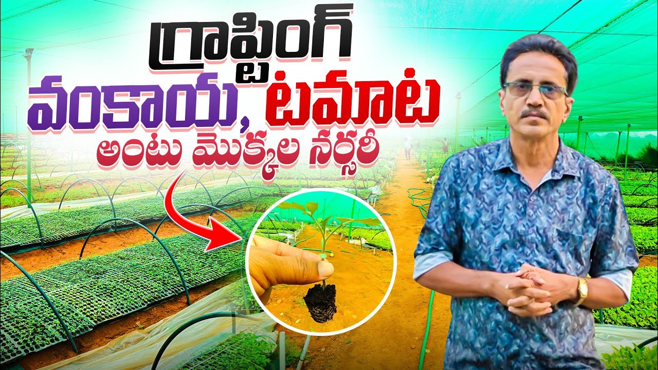 Graphting Brinjal Tomato Plants || Grapting Nursery || గ్రాప్టింగ్ వంకాయ, టమాట మొక్కలు.