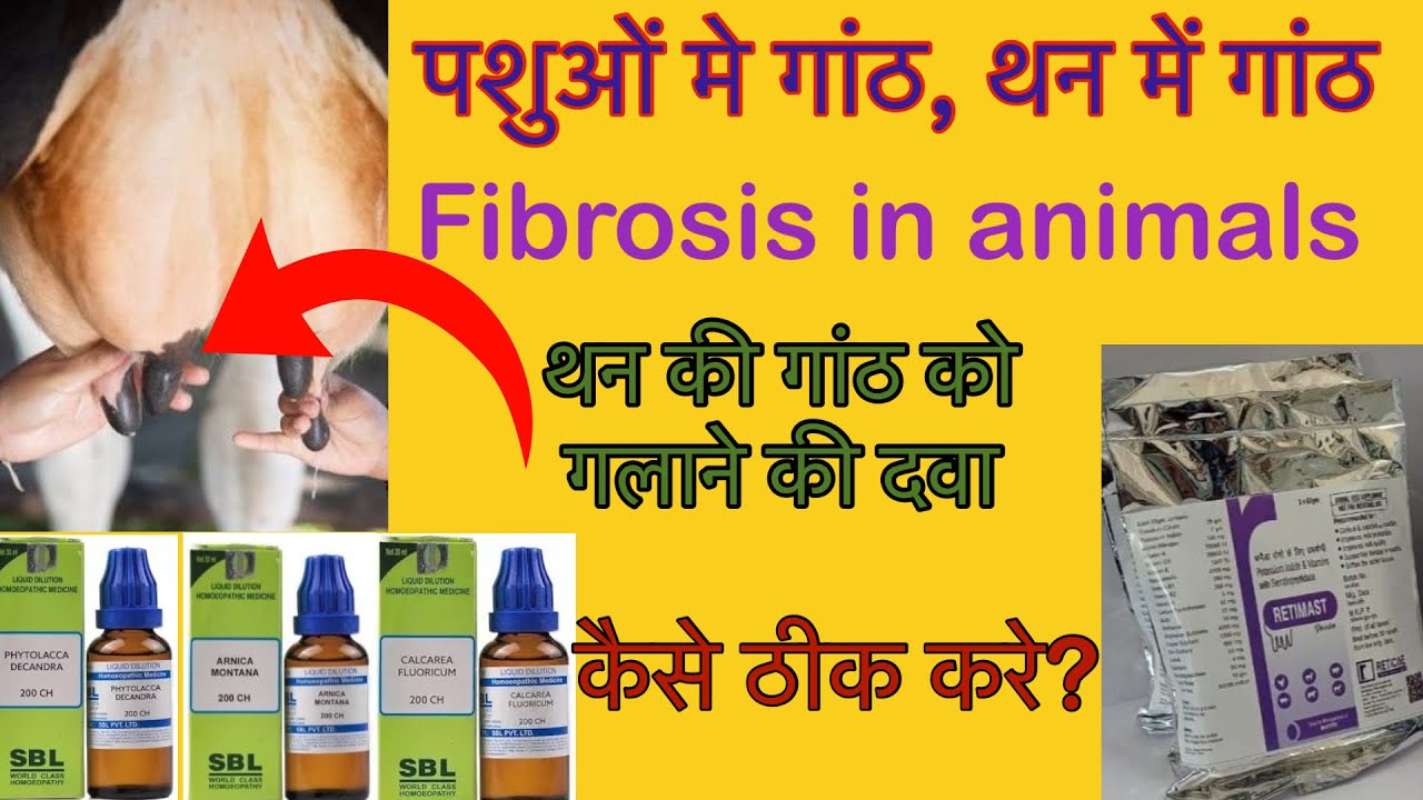 थन में गांठ का इलाज | Fibrosis in teat and body | lump in the udder | dr vineet verma 