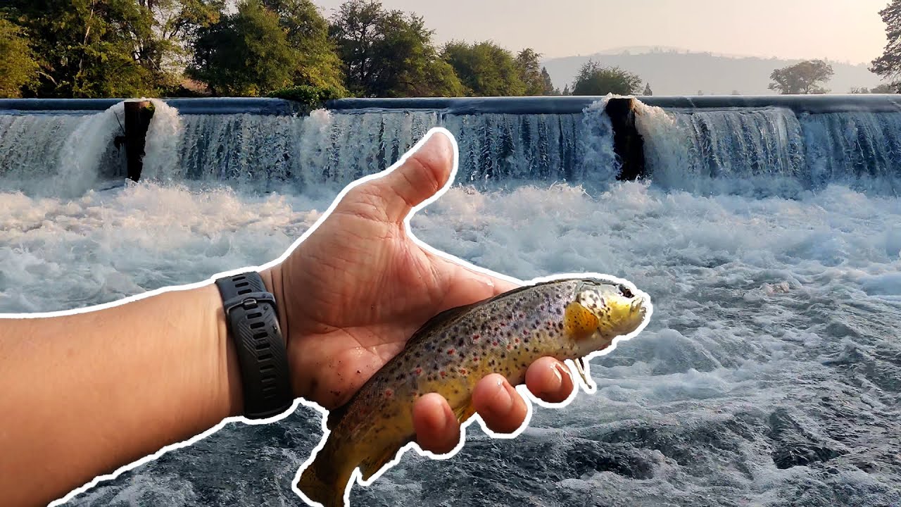 BRAND NEW TROUT SPECIES! | Fly Fishing Hat Creek in the Wild Trout Area