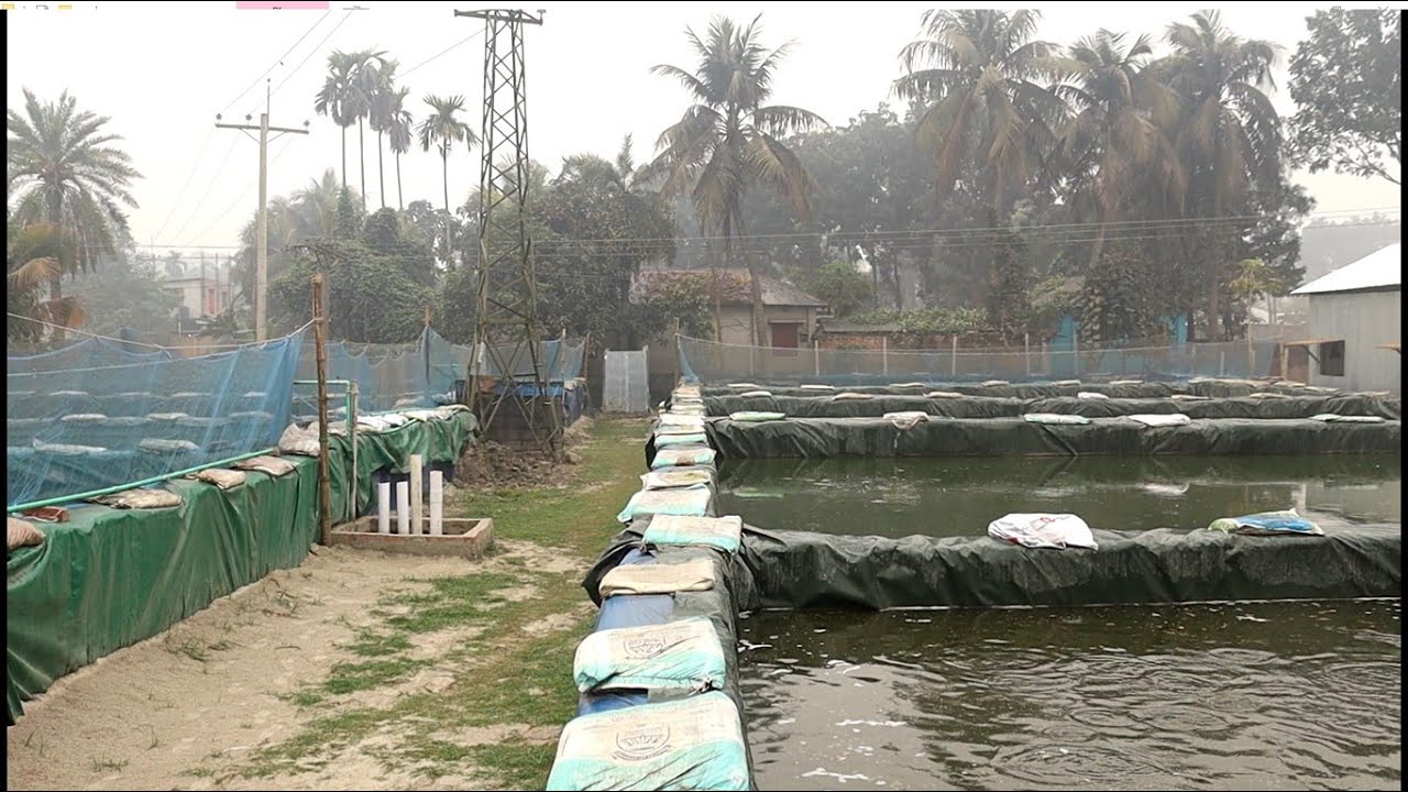 কৈ , শিং , মাগুর , শোল , এবং বাটা মাছ চাষের পাশাপাশি স্পিরুলিনা চাষের সিদ্ধান্ত নিয়েছেন ||