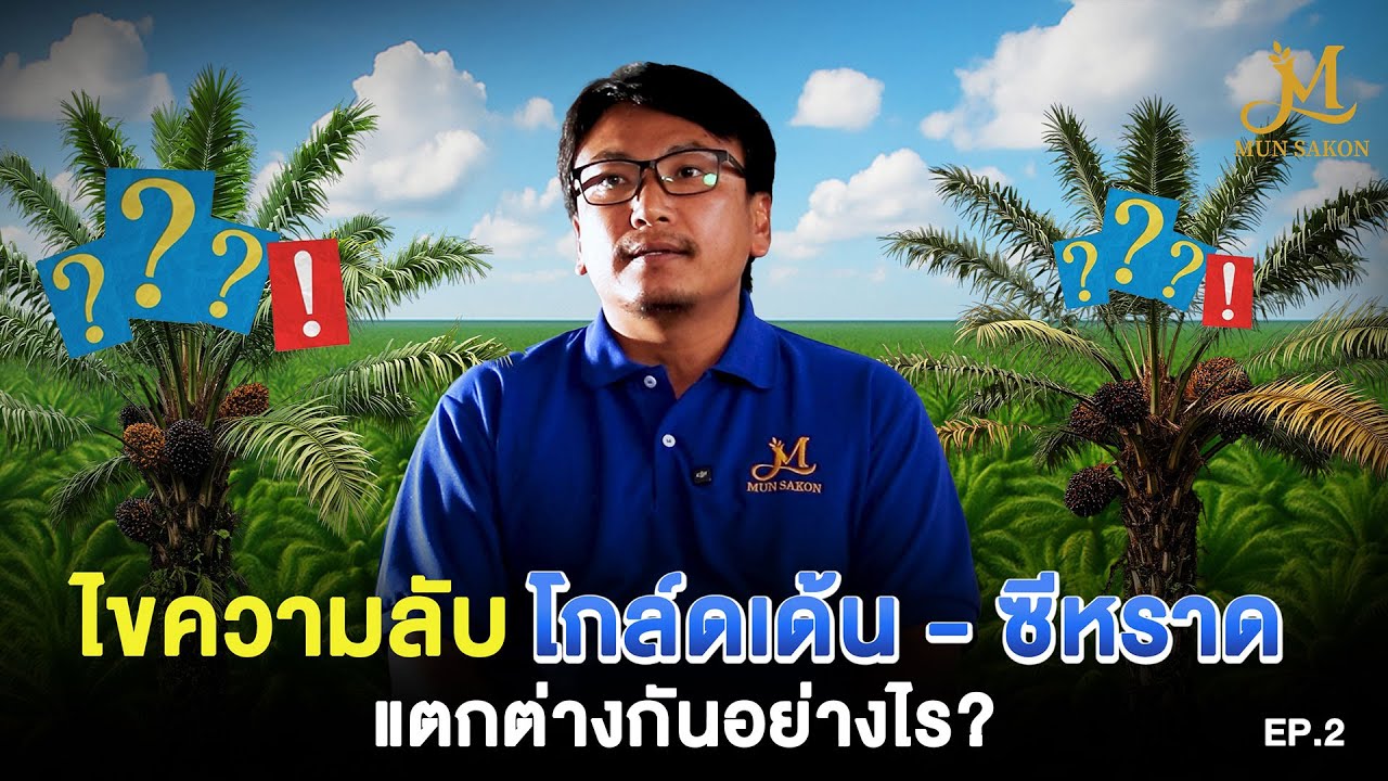 “ปาล์มน้ำมัน” สายพันธุ์ซีหราด และโกลเด้น  แตกต่างกันอย่างไร ?  / การจัดการสวนปาล์ม EP.2