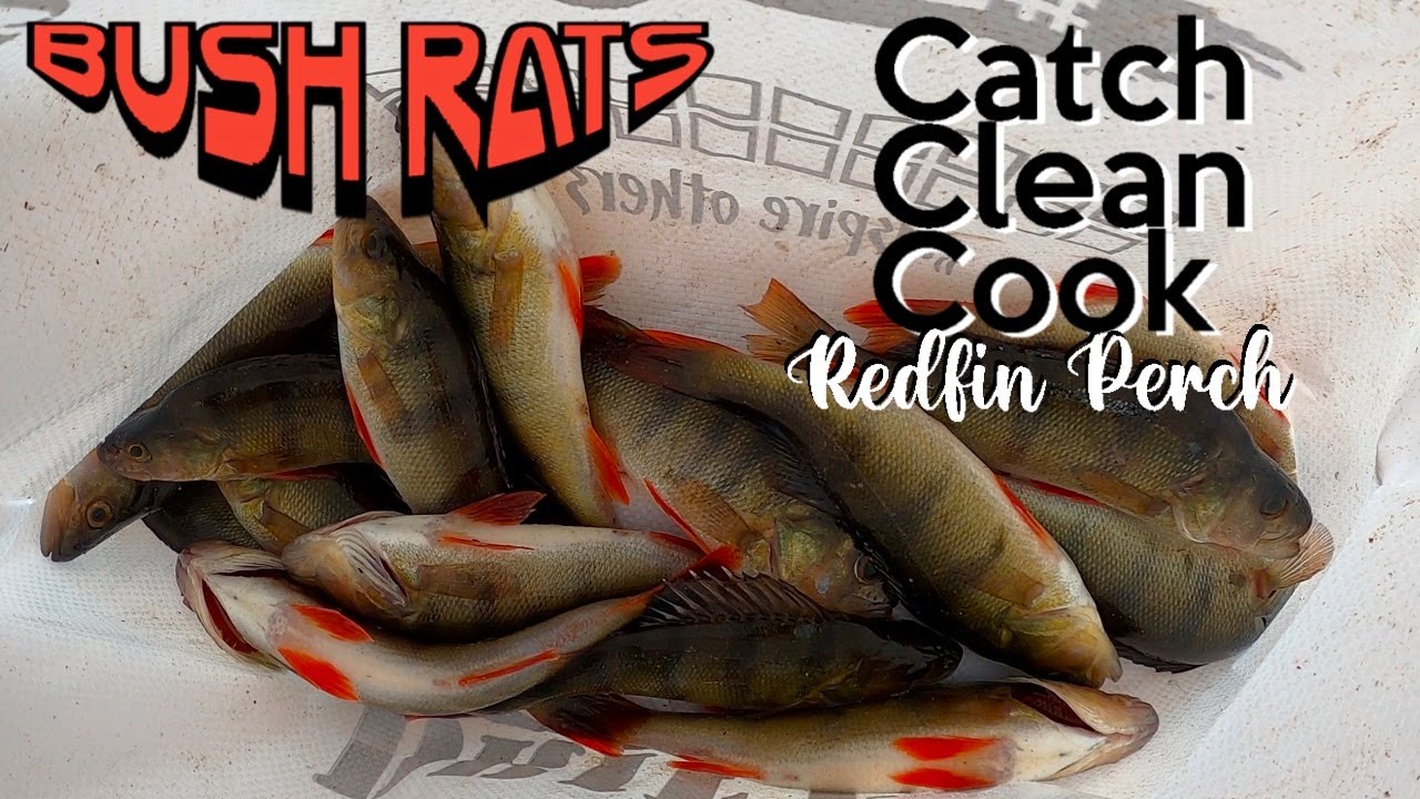 Redfin Perch Catch and Cook | How to Catch Cook Clean 5 Steps