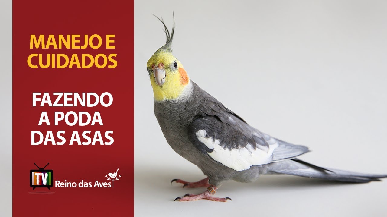 Fazendo a Poda das Asas