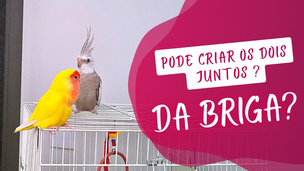 CALOPSITA X AGAPORNIS | QUAL É O MELHOR PET ? - UDP