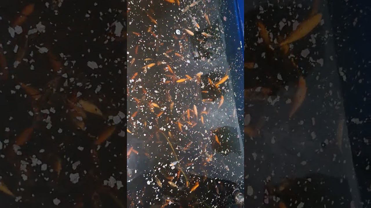 Giving The Goldfish there last feed of the day.