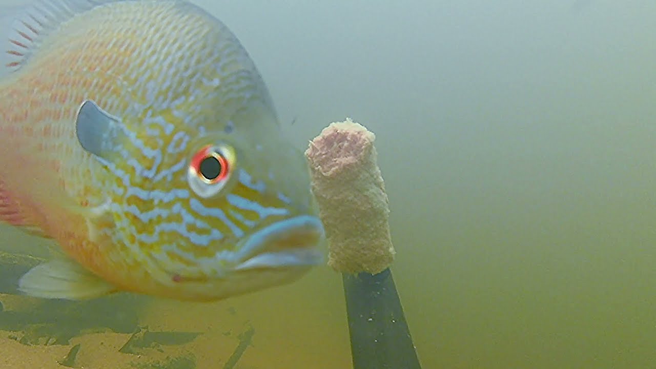 FI#3:  LONGEAR SUNFISH IDENTIFICATION