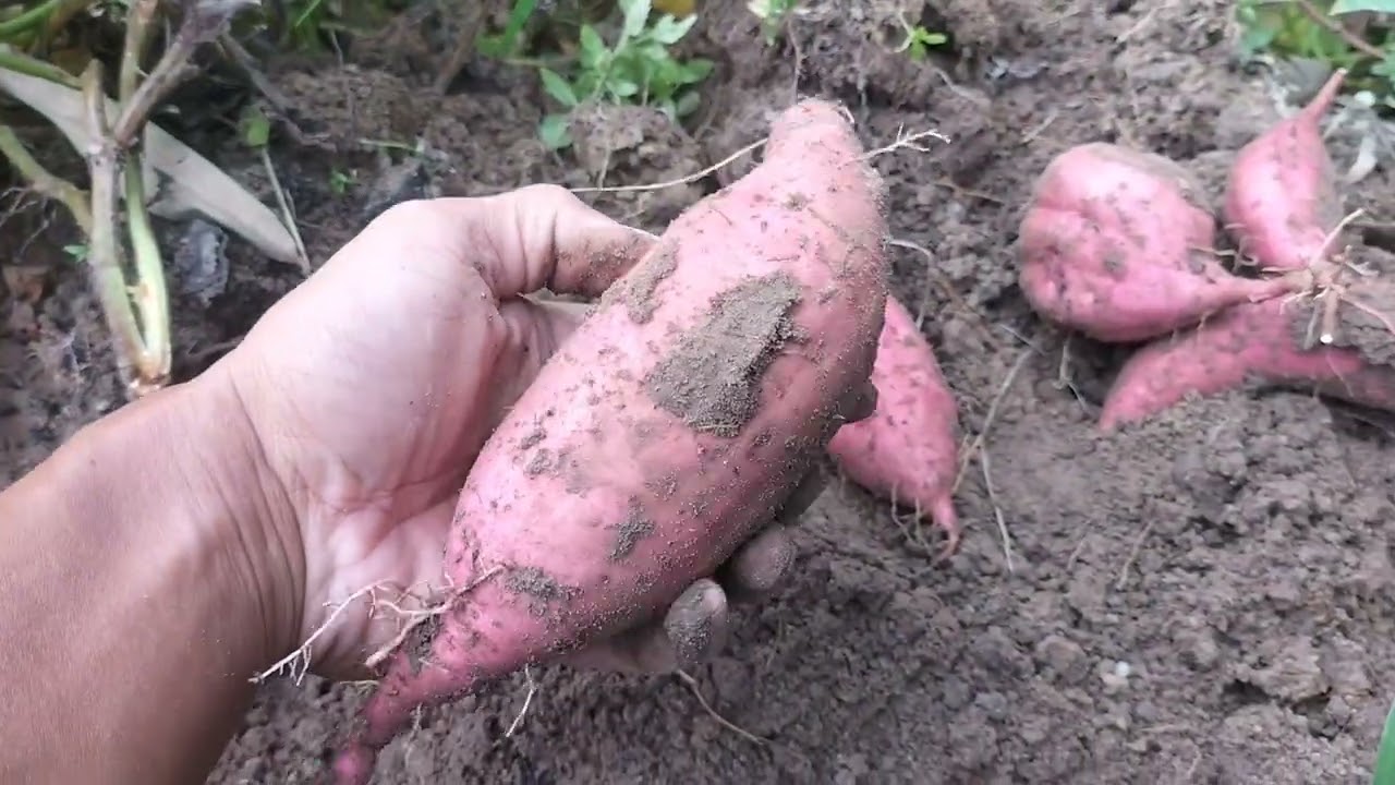 Buah besar!! Hasil panen ubi jalar menggunakan perangsang buah.#petani#petaniindonesia