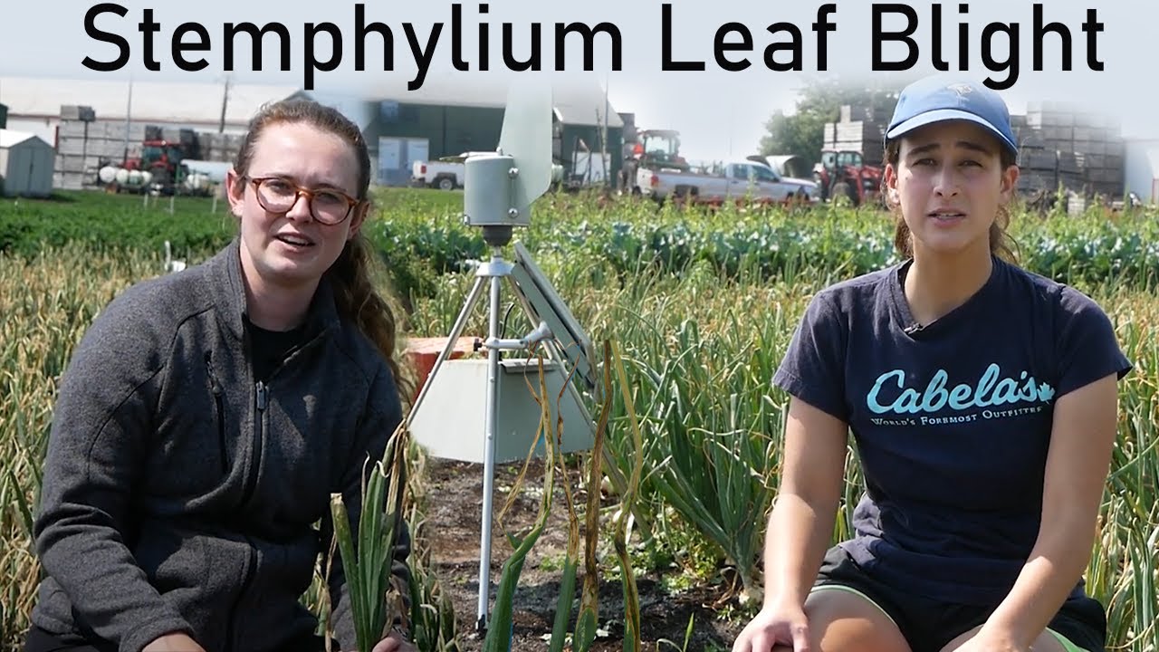 Stemphylium Leaf Blight in the Holland Marsh