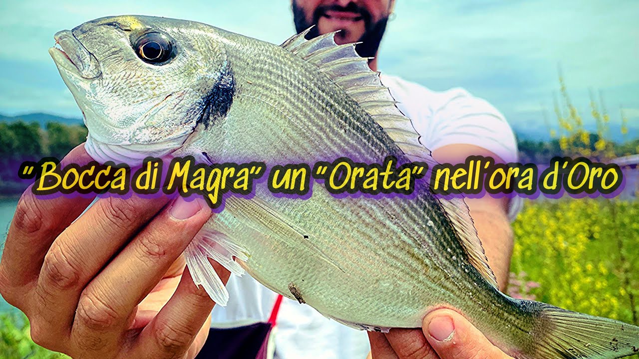 “Bocca di Magra” un “Orata” nell’ora d’Oro