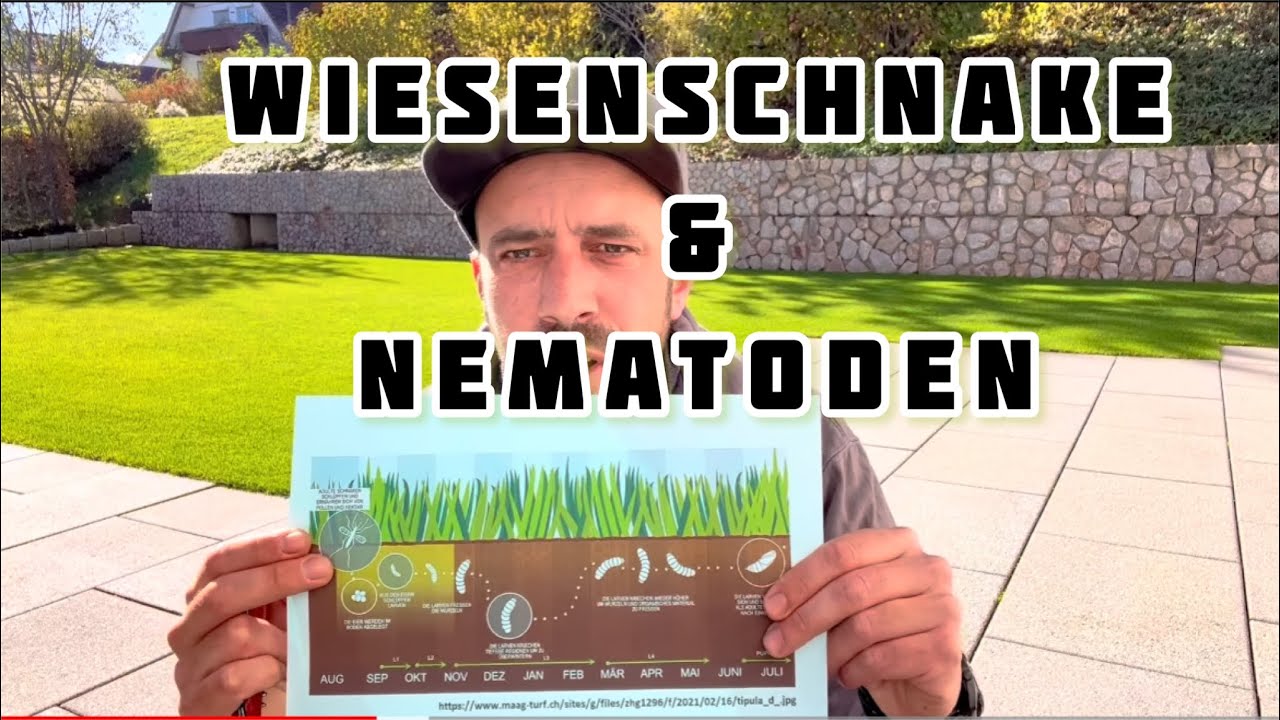 Wiesenschnake | Tipula  | Nematoden |Infos & Einsatz