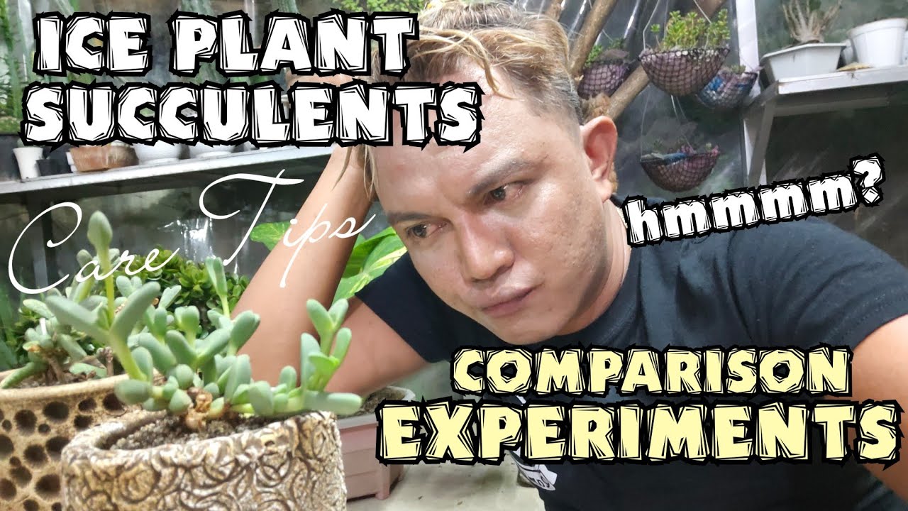 ICE PLANTS SUCCULENTS PLANTS CARE TIPS | COMPARISON EXPERIMENTS