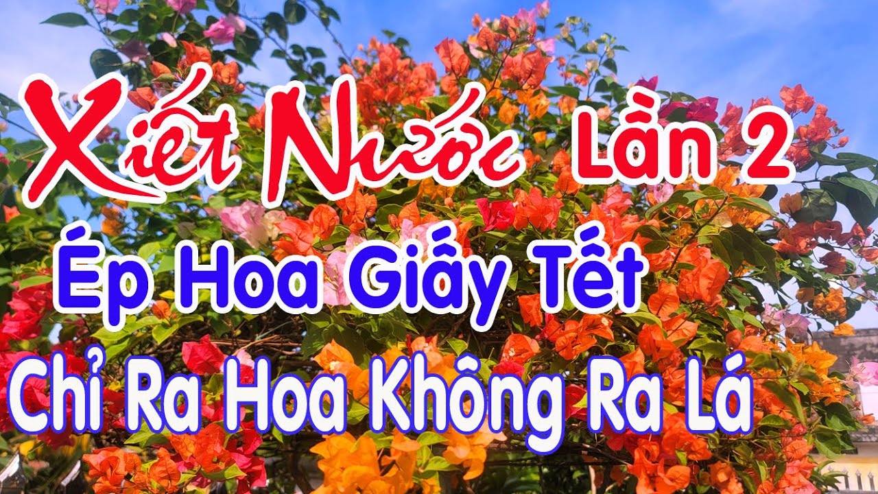 Xiết Nước Lần 2: Bí Kíp Ép Hoa Giấy Nở Rực Tết 2026 !