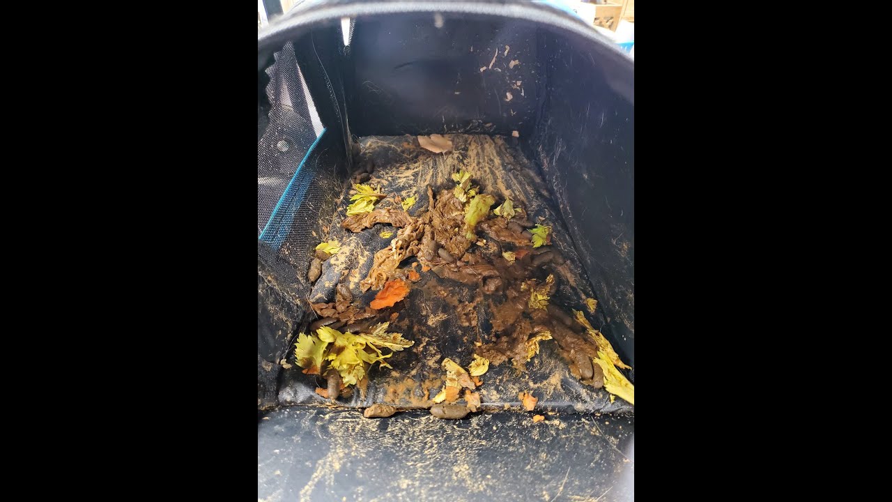 Морские свинки: худшие свалки — посреди ночи