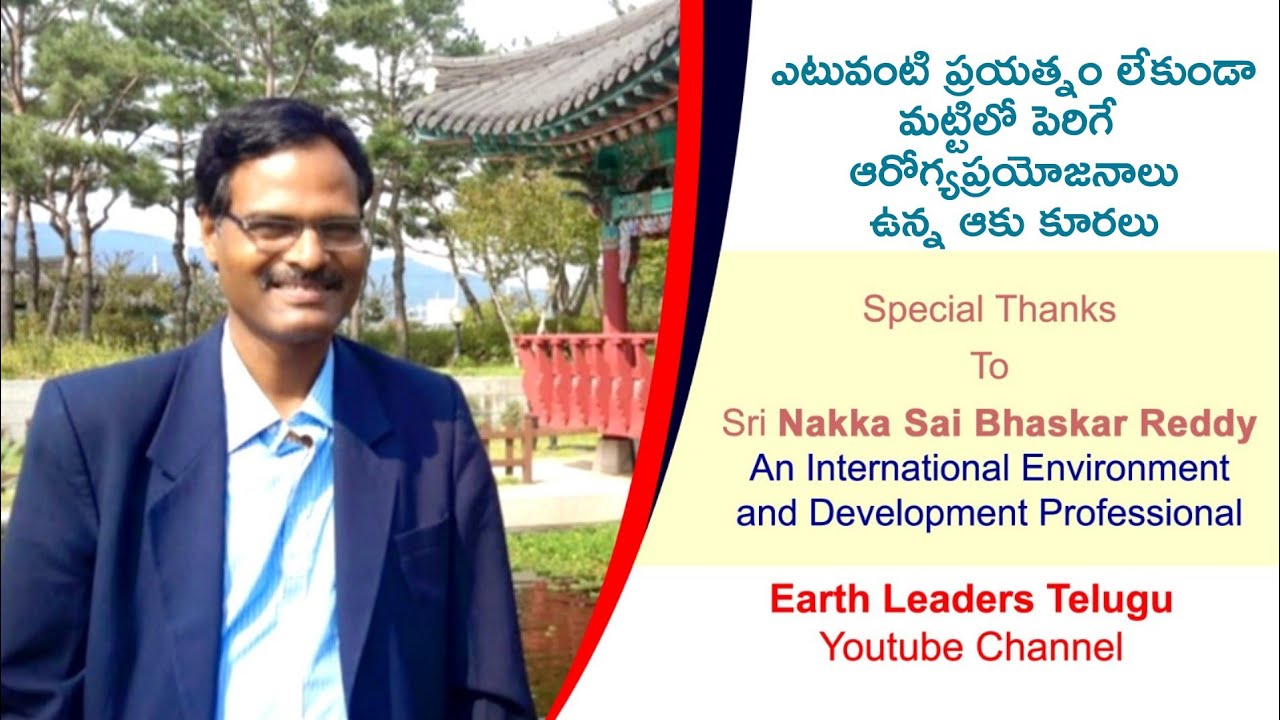 ఏ ప్రయత్నం లేకుండా పెరిగి, గొప్ప ఆరోగ్య ప్రయోజనాలు ఉండి కూడా పేరుకి నోచుకోని ఆకు కూరలు|Earth Leaders