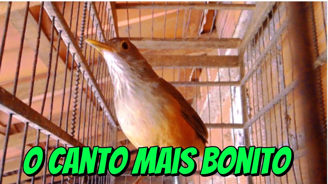 (Sabiá) Um dos cantos mais bonitos