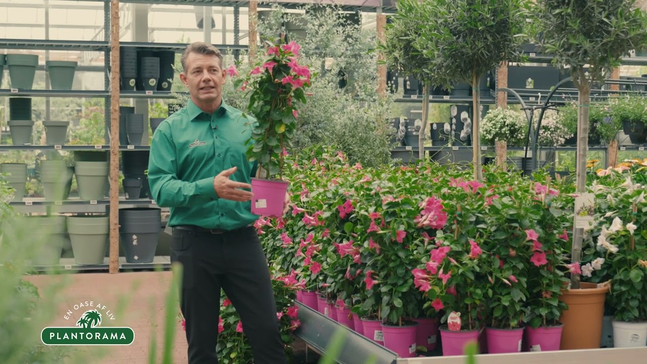 Bægerranke | Plantorama