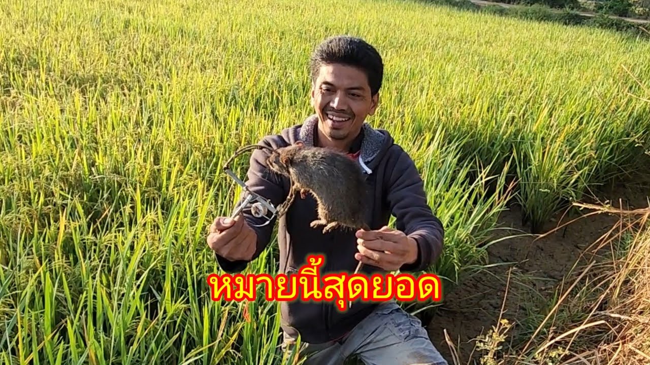 ต่อไลท์สด 1 ม.ค ยามหนูช่วงเช้า โคตรหมานอีกแล้วแล้ว