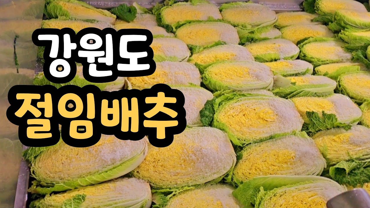 고랭지 배추 김장 절임배추 강원도 영월