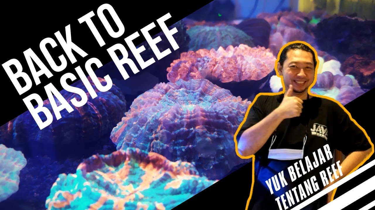 BACK TO BASIC REEF | YUK BELAJAR REEF