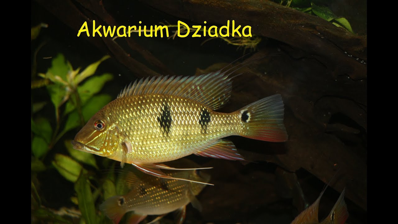 66#Akwarystyka Rodzinna - Akwarium dziadka po zmianach :)