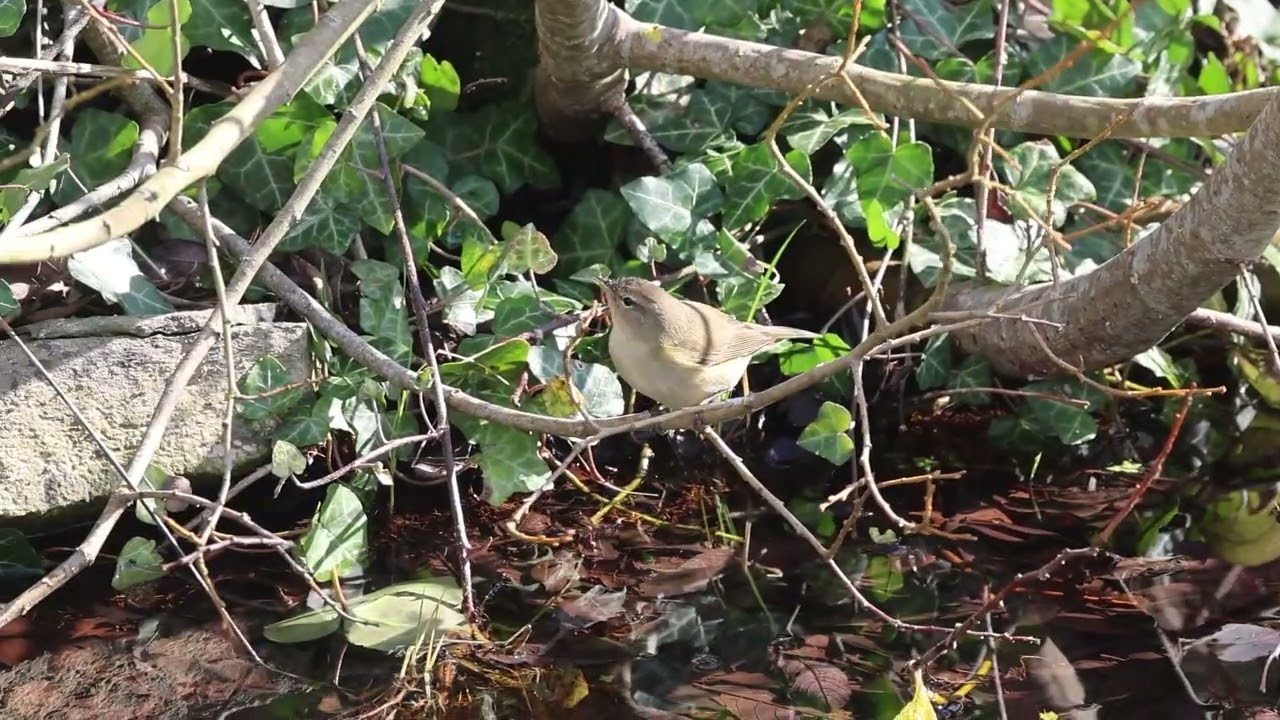 Chiffchaff, Portland Bill, 24th February 2026