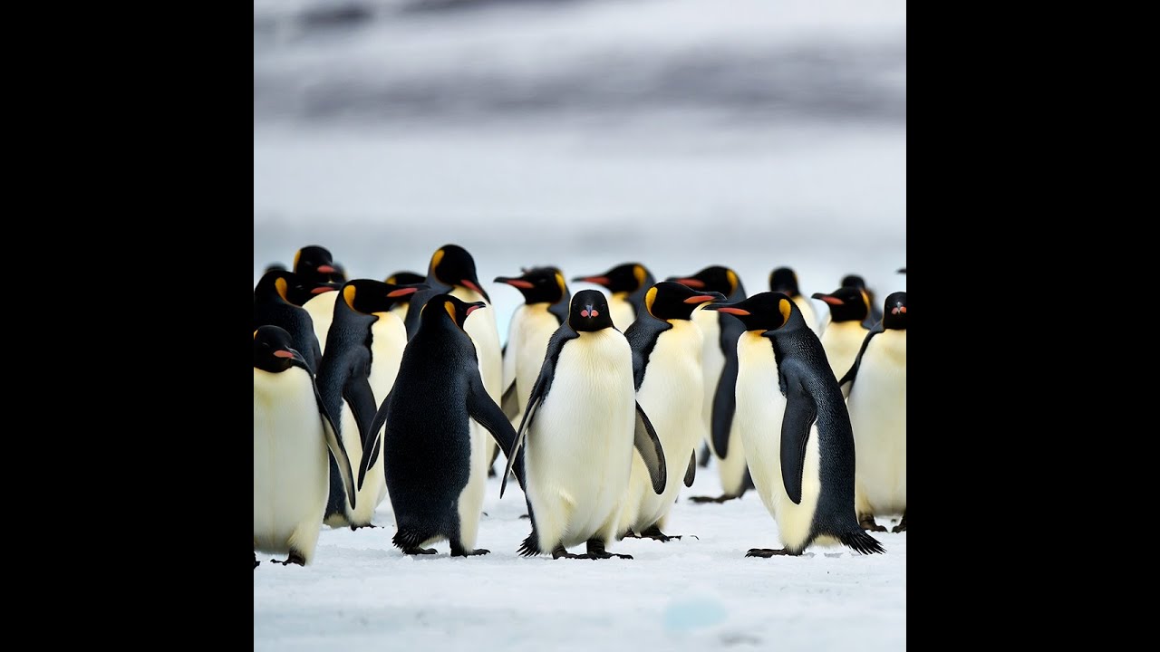 What Are Penguins and How Do They Stay Warm? 🐧 Amazing Penguin Facts for Kids!