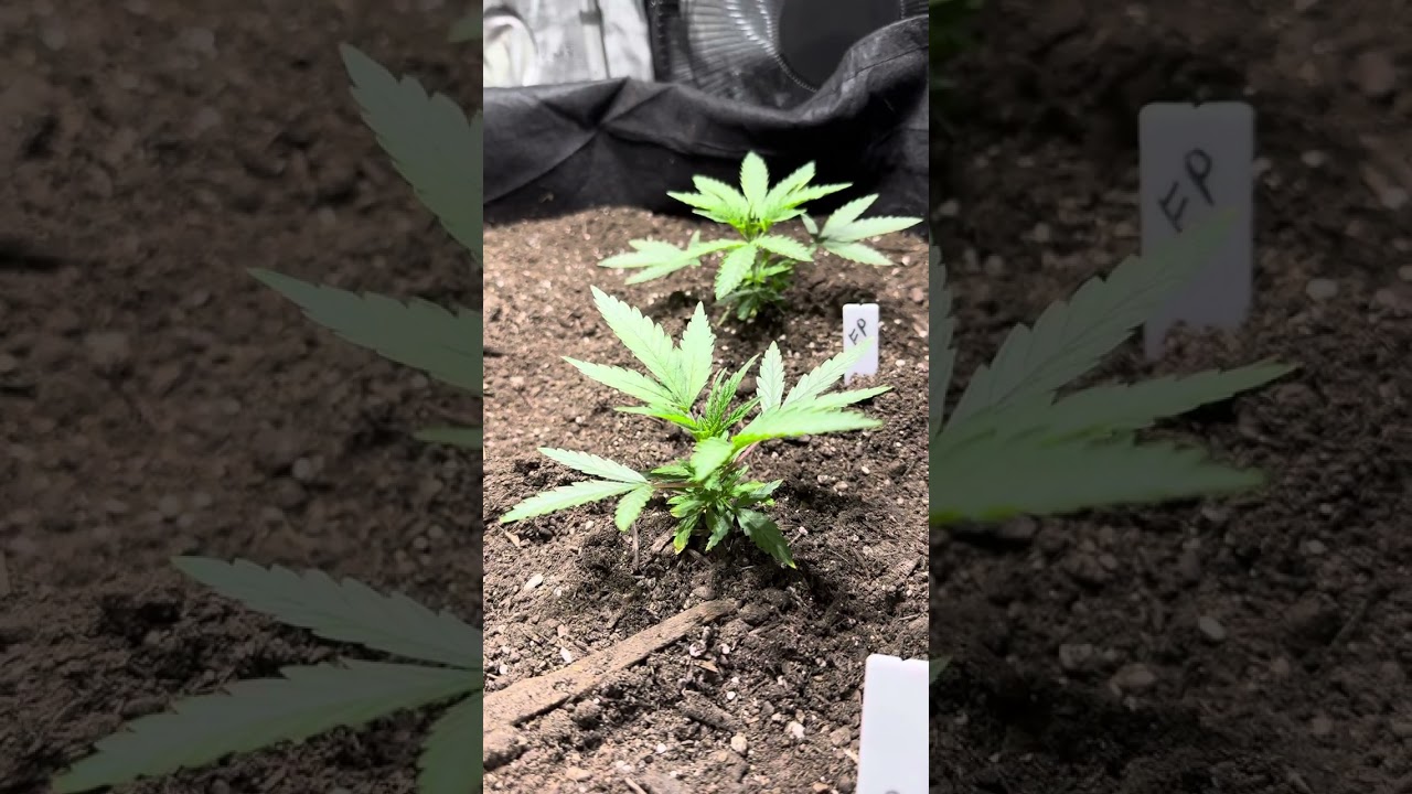 TERPY TIME TASTE BUDS - GROW TIME !!!!