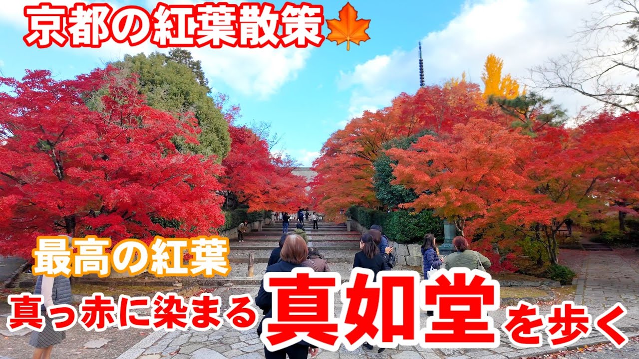12/4(水)京都の紅葉散策🍁真っ赤に染まる真如堂を歩く【4K】Shinnyodo Temple