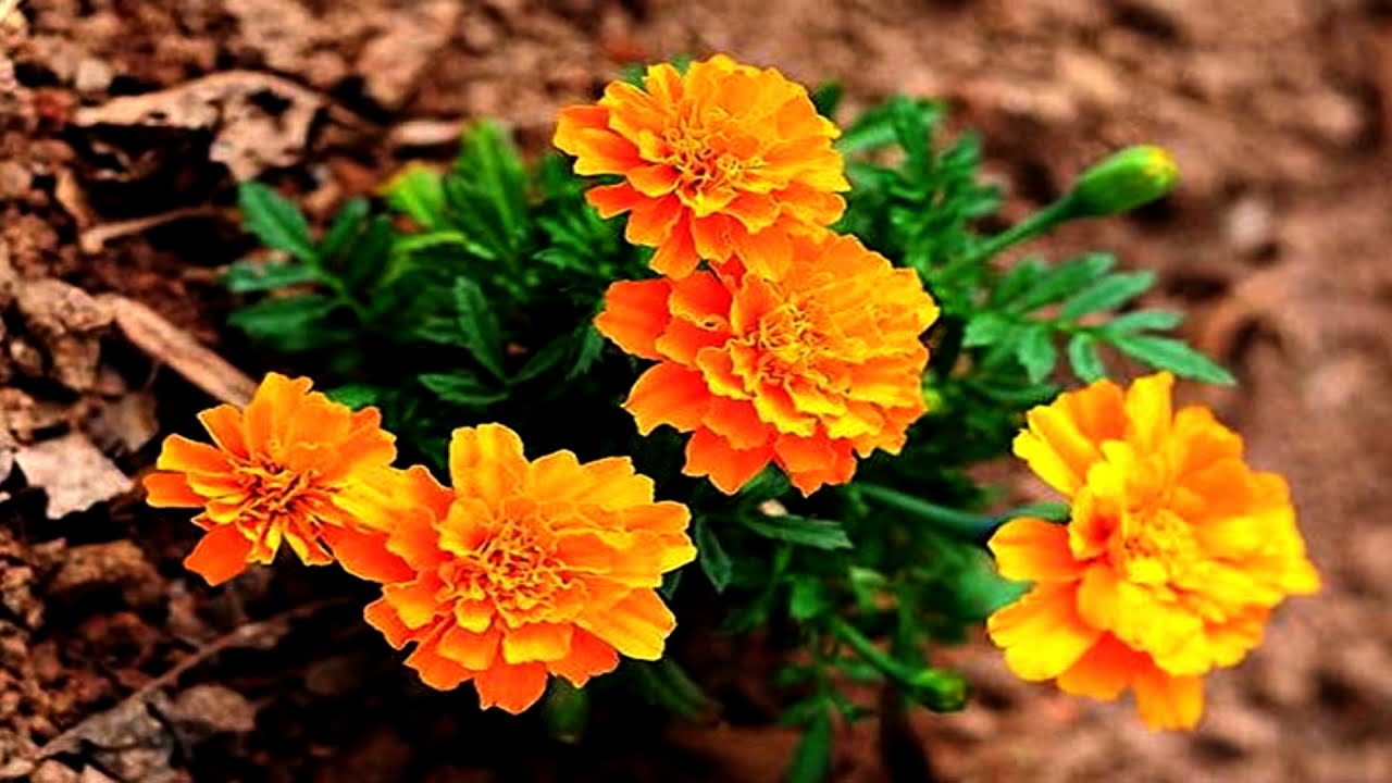 Marigold flowers (HD1080p)