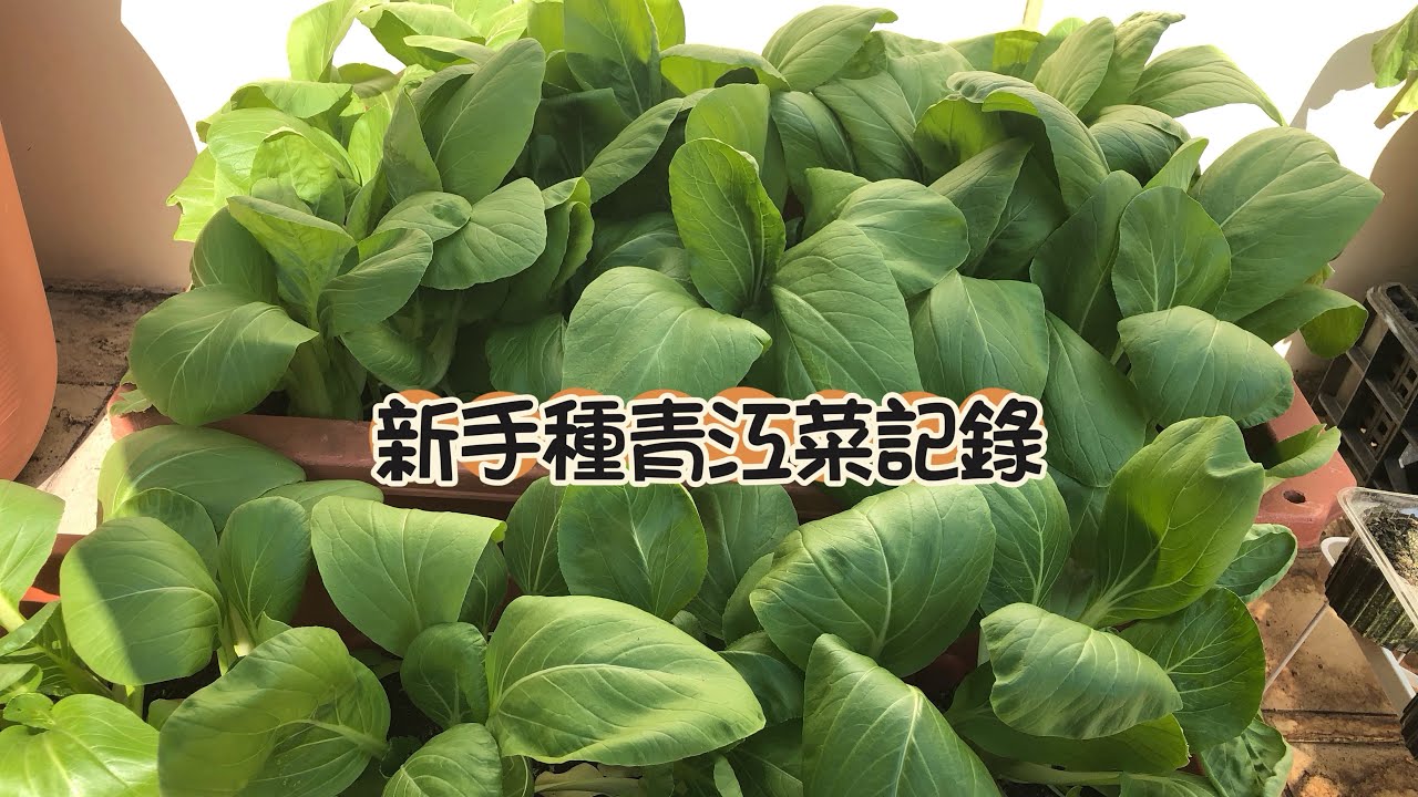 ［新手種植］種植青江菜（湯匙菜），失敗過一次，第二次認真種植成功，紀錄從種籽開始，施肥，照顧到採收…