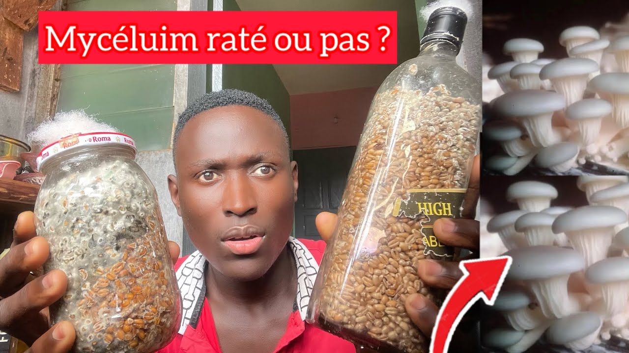 Comment faire son Myceluim pour cultiver les champignons [ Test 1]