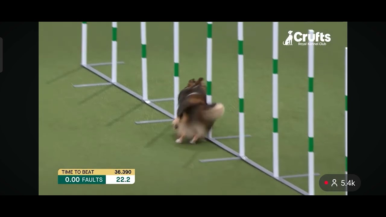 Bru Crufts champ agility 5/3/26