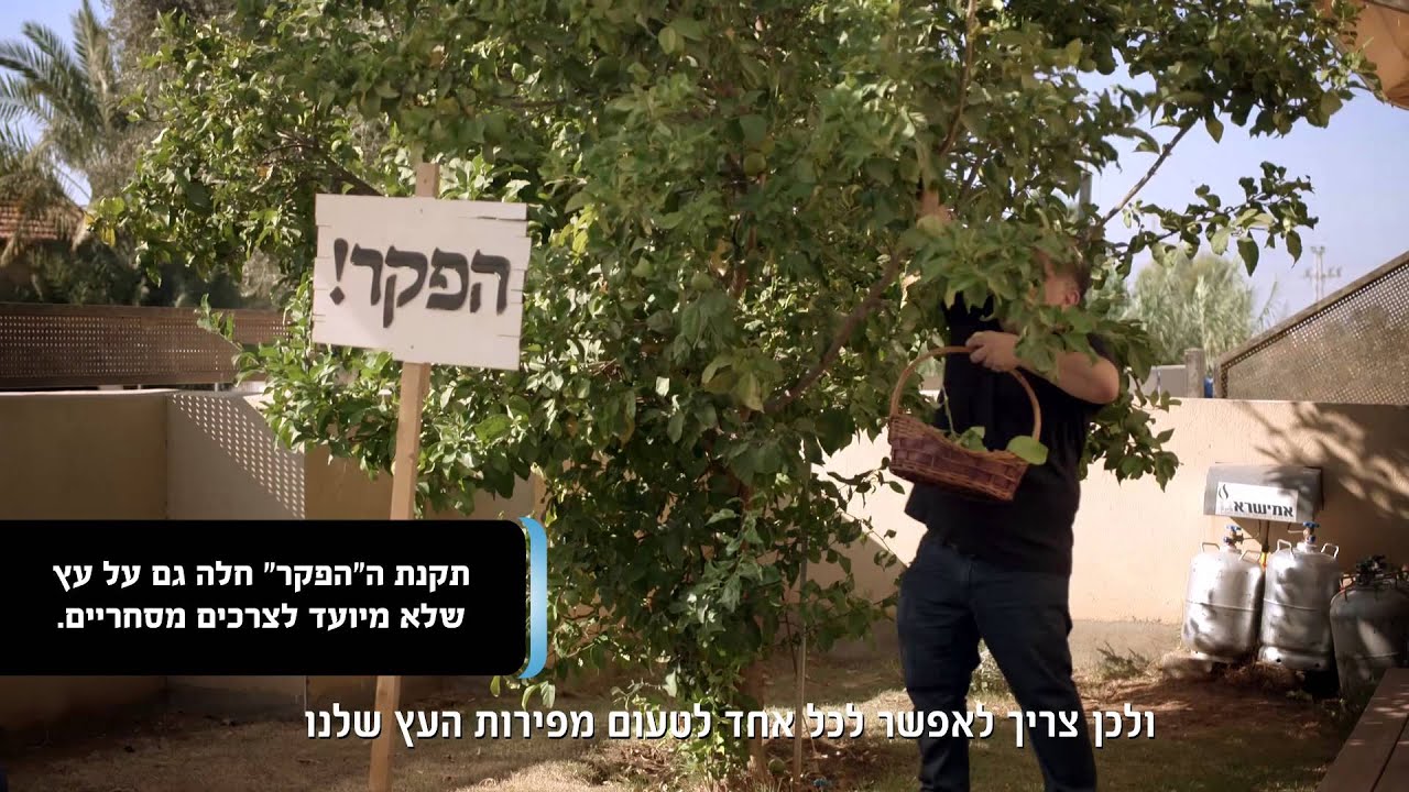 שנת שמיטה