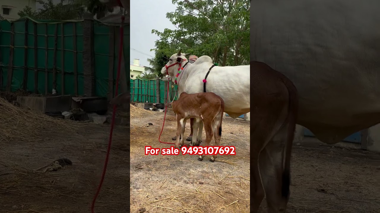 Ongole cow with female calf for sale9493107692💗58 ich💗30days❤️&zwj;🔥@mukkalafarms9493