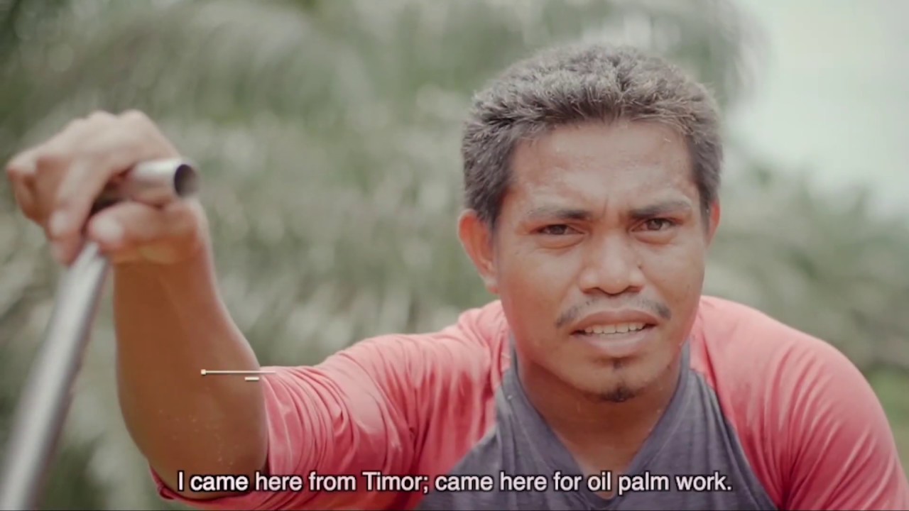 The Future of Sustainable Oil Palm Plantations in Indonesia