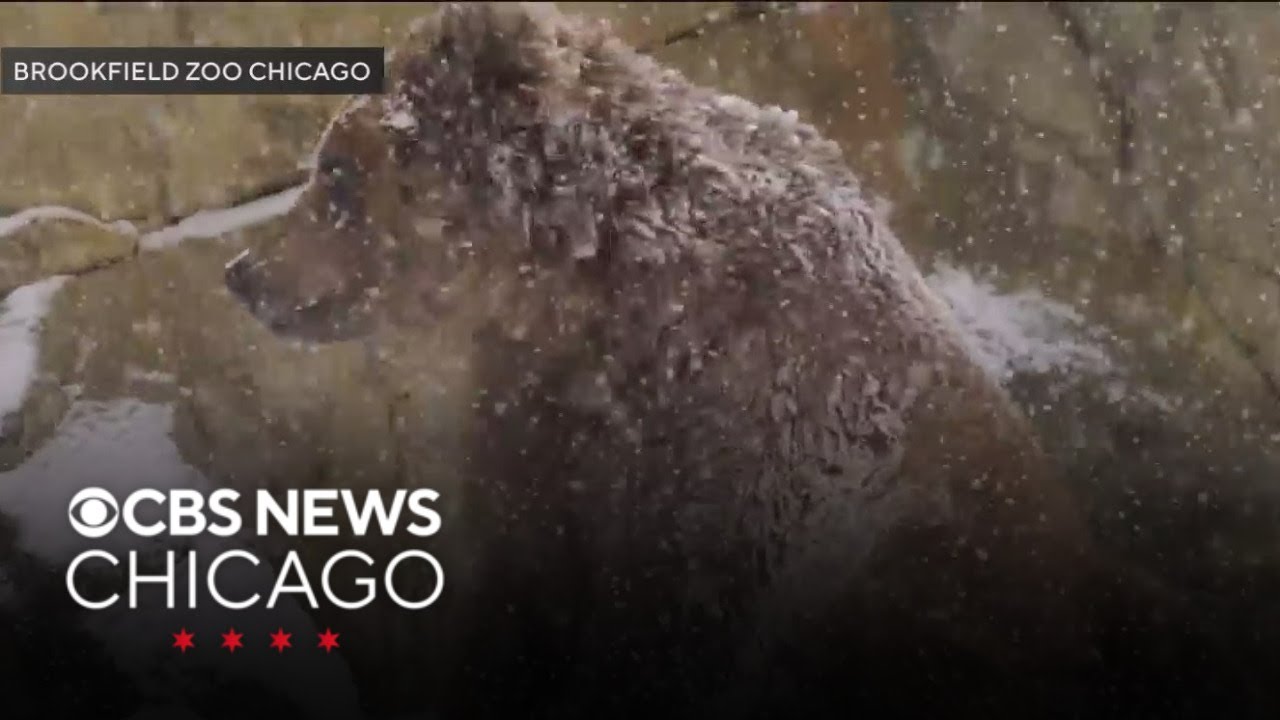 Animals at Brookfield Zoo got in on the snow day fun