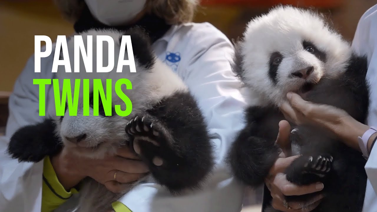 A Year In The Life Of Panda Twins You You and Jiu Jiu