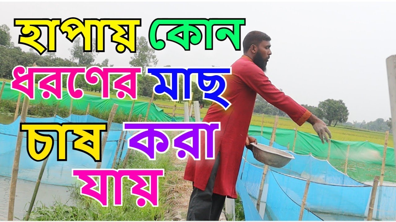 হাপায় কোন ধরণের মাছ চাষ করা যায়? সহজ পদ্ধতিতে মাছ চাষ। রুবেল মিয়া Mach Bari