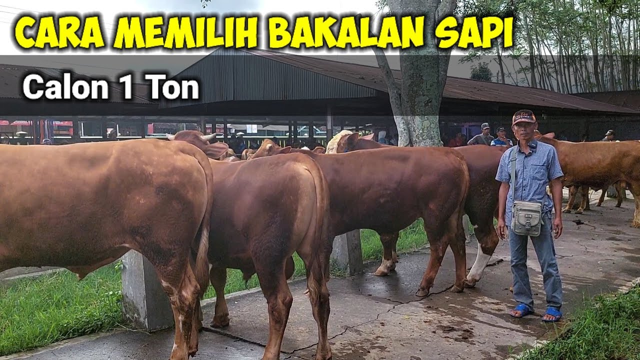 CARA MEMILIH BAKALAN SAPI GAR BISA MENCAPAI 1 TON ‼️