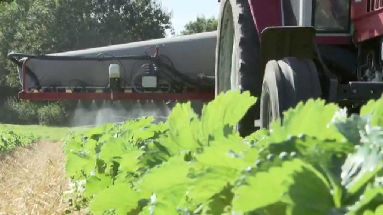 Innovaties in 't kwadraat - Aardbeien