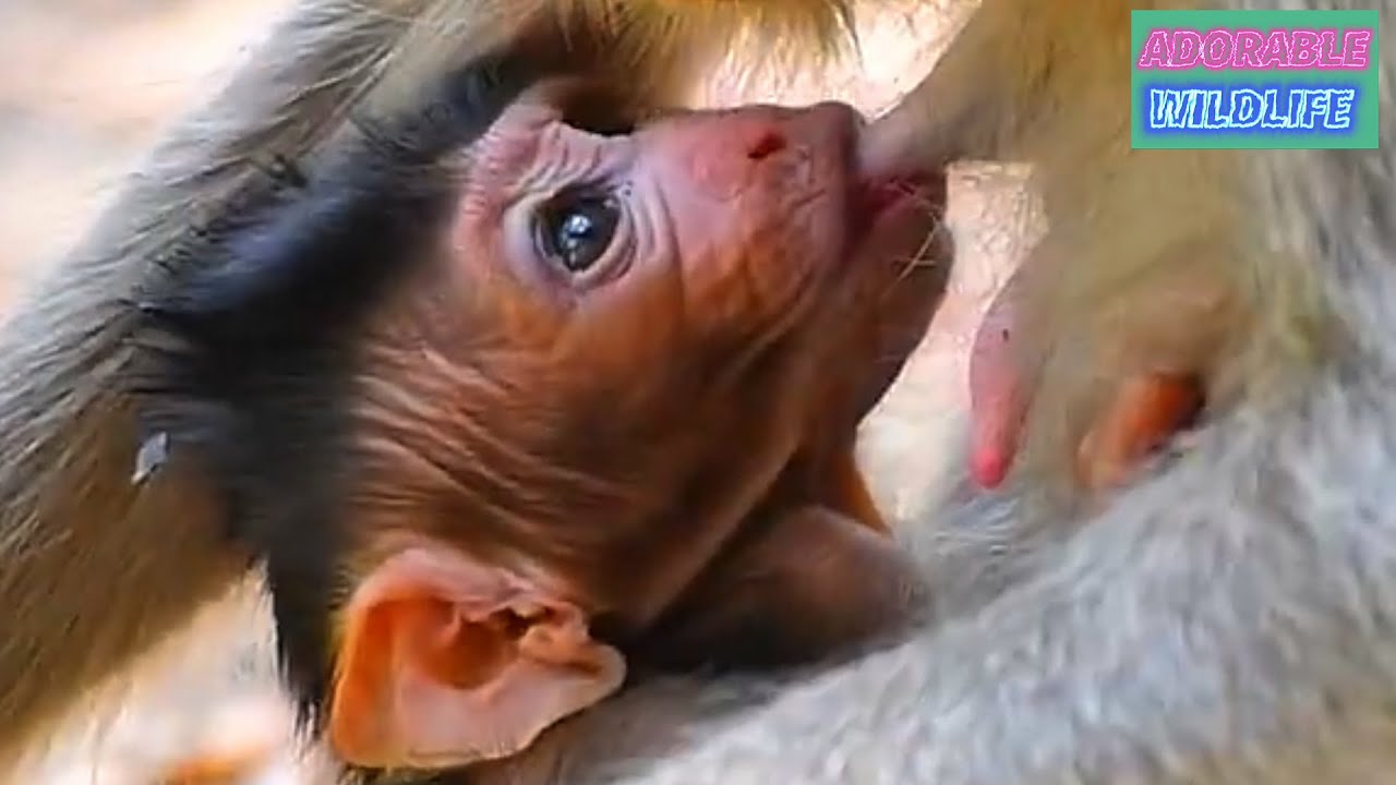 Very adorable newborn baby monkey with the best care of mommy