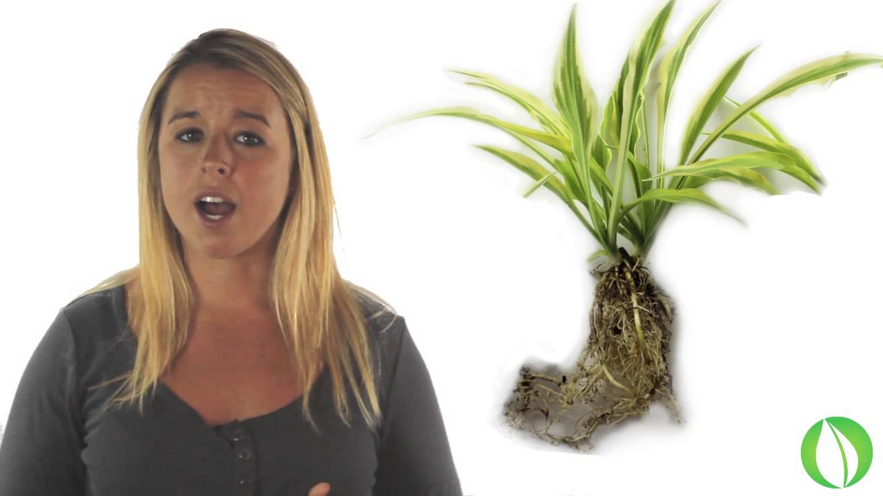 HostasDirect Starter TC & Advanced Starter Plants