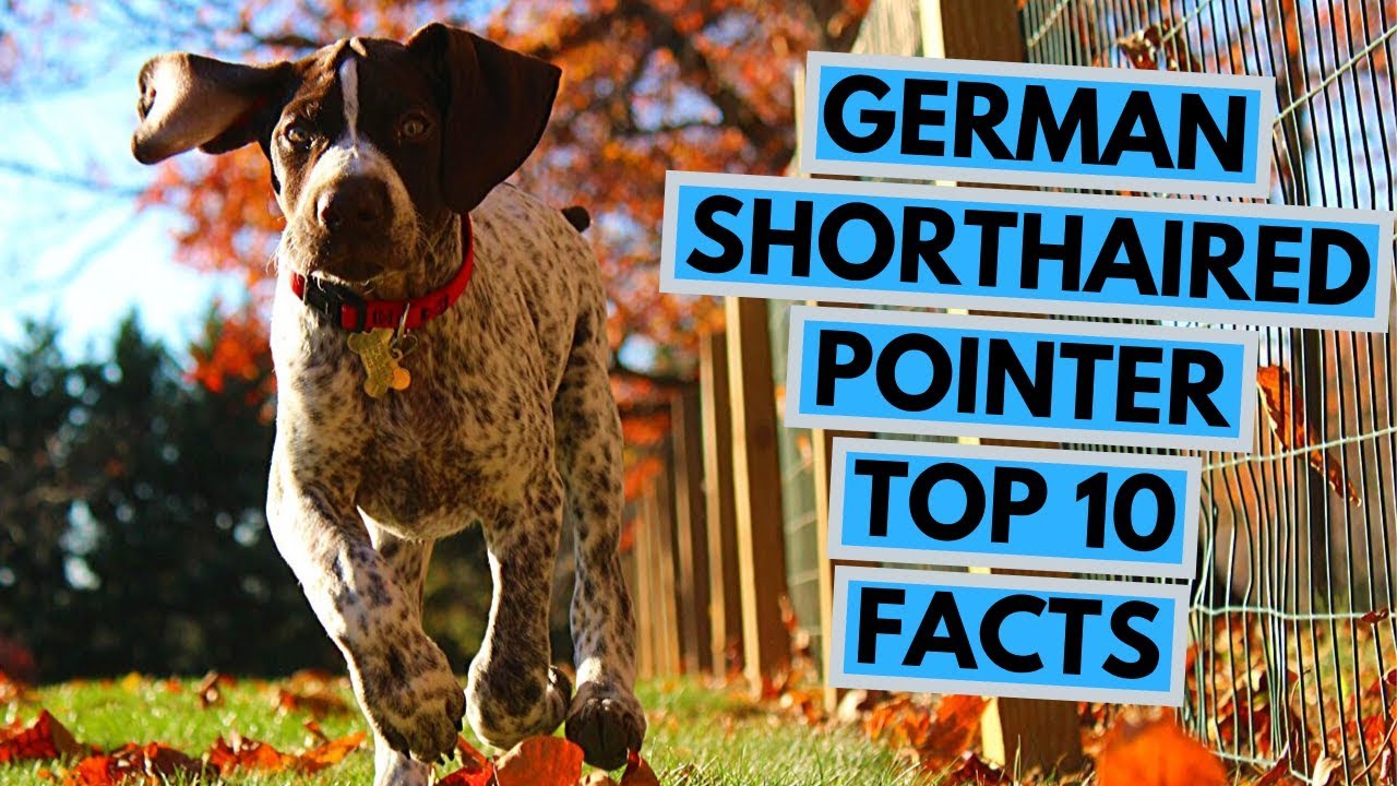German Shorthaired Pointer - TOP 10 Interesting Facts
