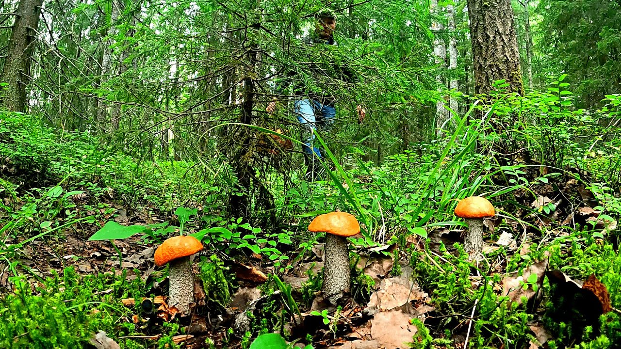 Со СЛАБЫМ сердцем не СМОТРЕТЬ! ГРИБНИК был в ШОКЕ когда УВИДЕЛ ЭТО! Новый грибной лес, грибы 2023