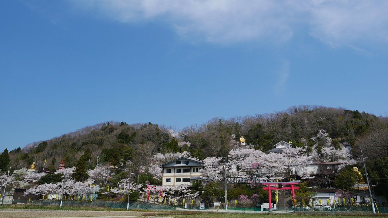 令和４年玉皇山弥勒寺の桜