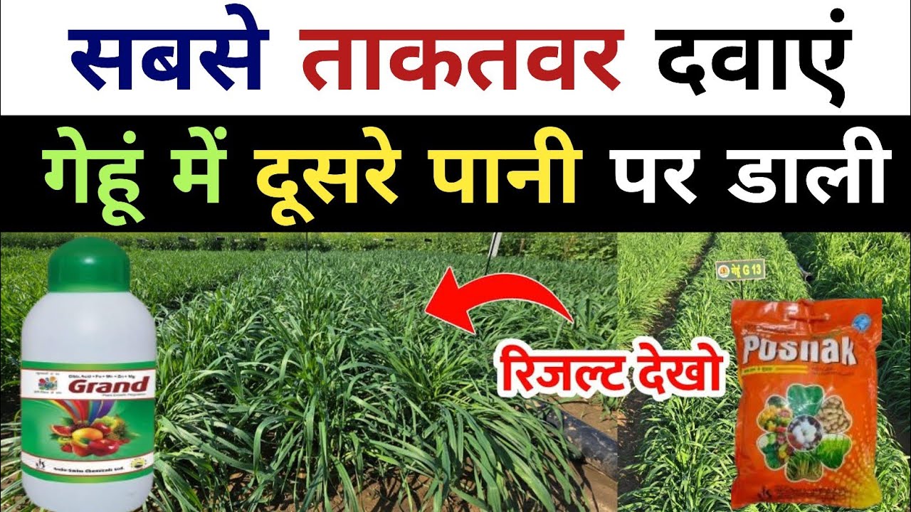 गेहूं में दूसरे पानी पर डाली सबसे ताकतवर खाद | रिजल्ट खुद ही देख लो | gehu me dusra pani kab de 🌾😲🔥👌