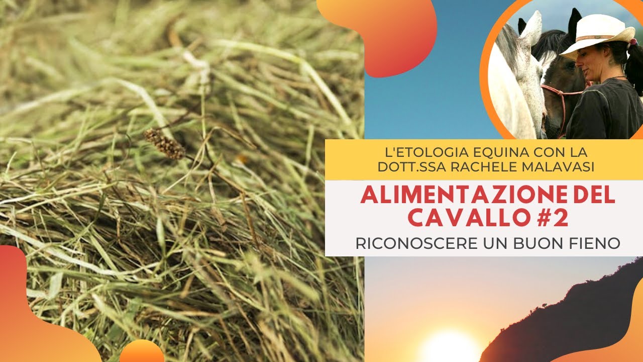 ALIMENTAZIONE DEL CAVALLO #2: SCEGLIERE IL FIENO? - Equin(d)i? Parliamone! Etologia Equina Malavasi