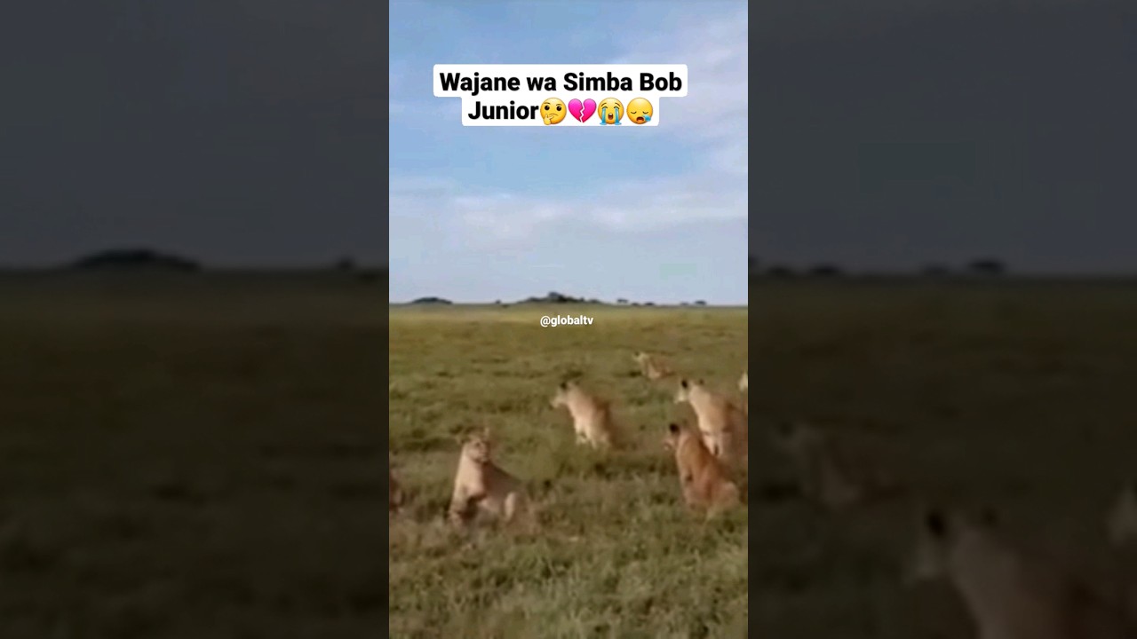 Wajane wa Simba Bob Junior Wanaswa Kwenye Kamera #globaltv #globaltvonline #viralvideo #exclusive